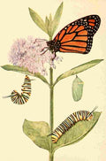 Beecroft  Butterflies Worth Knowing 1923 Monarch Butterfly A4 Photo Print