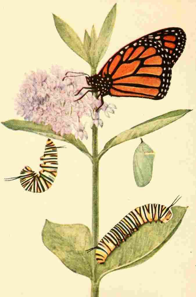 Beecroft  Butterflies Worth Knowing 1923 Monarch Butterfly A4 Photo Print