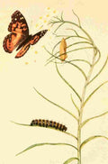 Beecroft  Butterflies Worth Knowing 1923 Painted Beauty A4 Photo Print