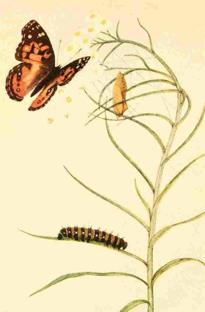 Beecroft  Butterflies Worth Knowing 1923 Painted Beauty A4 Photo Print