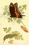 Beecroft 1917 Black Swallowtail A4 Photo Print