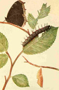 Beecroft 1917 Mourning Cloak A4 Photo Print