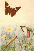 Beecroft 1917 Silver spotted Skipper A4 Photo Print