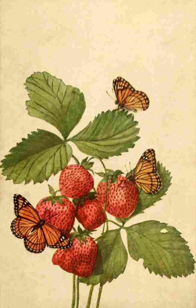 Beecroft 1917 Viceroy visiting Strawberries A4 Photo Print