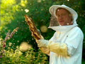 Beekeeping Honey Harvest Vintage Retro Advert Poster A4 Photo Print