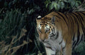 Bengal Tiger Jungle 1 A4 Photo Print