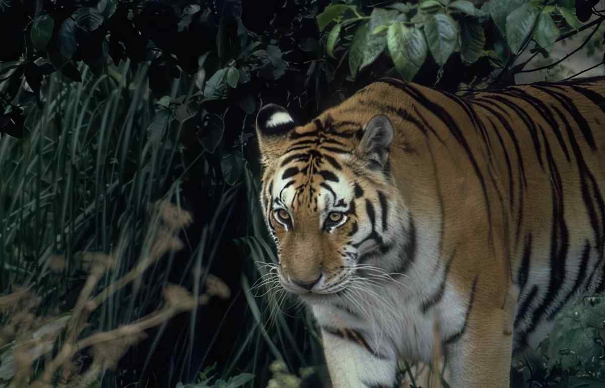 Bengal Tiger Jungle 1 A4 Photo Print