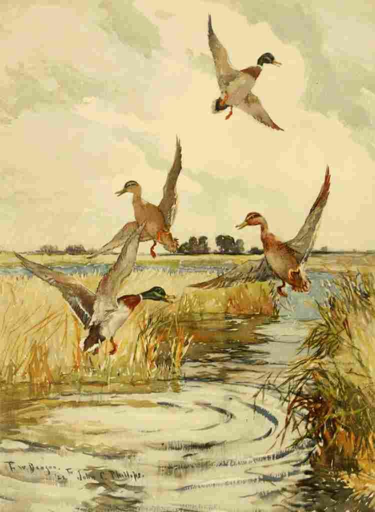 Benson FW 1862 1951 Nat History of Ducks 1925 Mallard A4 Photo Print