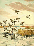 Benson FW 1862 1951 Nat History of Ducks 1925 Red heads A4 Photo Print