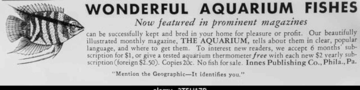 Betta Fish Magazine Vintage Retro Advert Poster A4 Photo Print