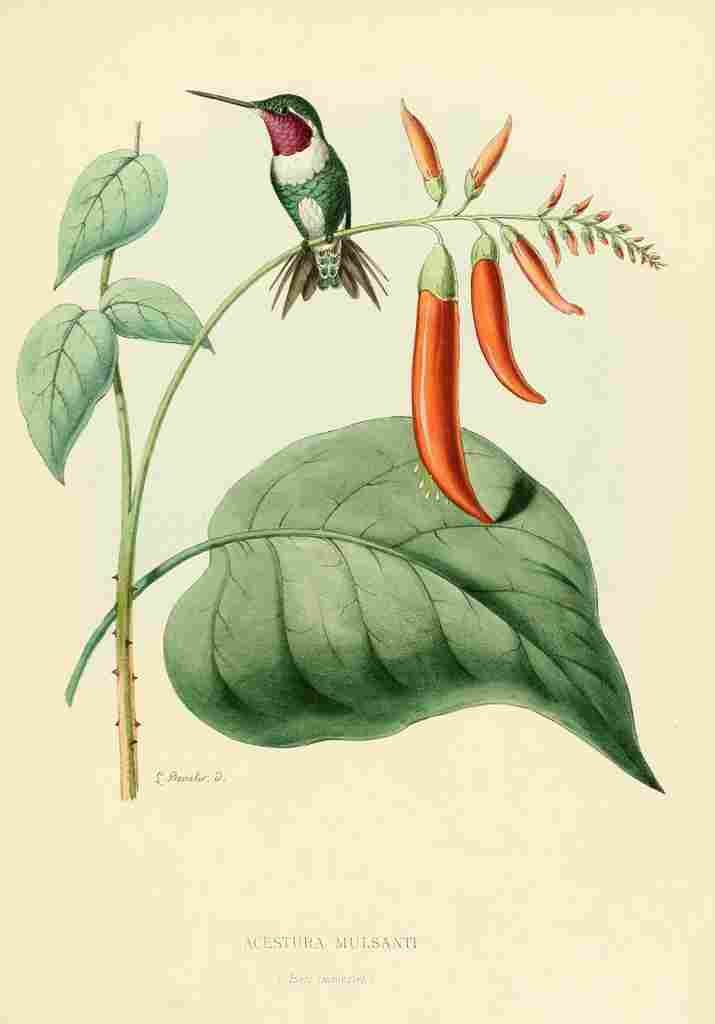 Bevalet L Oiseau Mouches 1874 Acestura Mulsanti A4 Photo Print