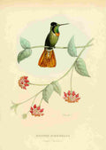 Bevalet L Oiseau Mouches 1874 Augastes Lumachellus A4 Photo Print