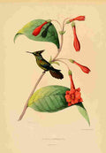 Bevalet L Oiseau Mouches 1874 Aurinia Verreauxi A4 Photo Print