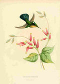 Bevalet L Oiseau Mouches 1874 Bellona Cristata A4 Photo Print
