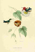 Bevalet L Oiseau Mouches 1874 Calypta Helenae A4 Photo Print
