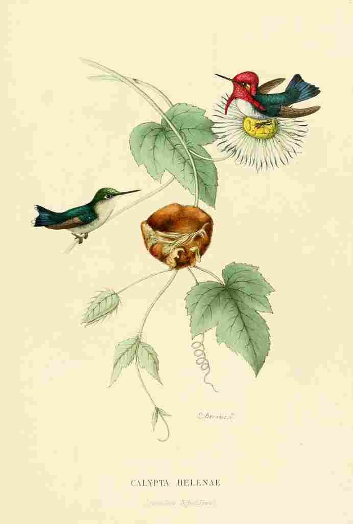 Bevalet L Oiseau Mouches 1874 Calypta Helenae A4 Photo Print