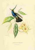 Bevalet L Oiseau Mouches 1874 Cephallepis Delandii A4 Photo Print
