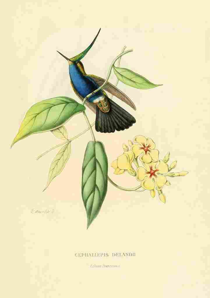 Bevalet L Oiseau Mouches 1874 Cephallepis Delandii A4 Photo Print