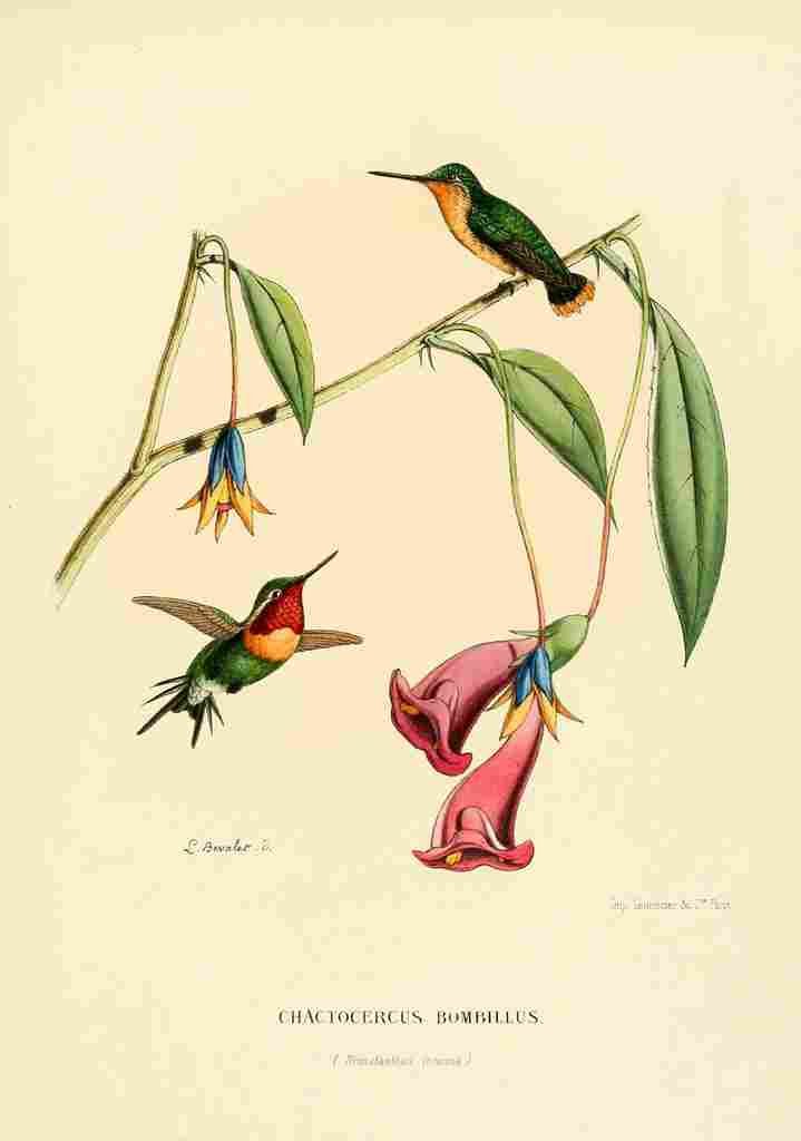 Bevalet L Oiseau Mouches 1874 Chactocercus Bombillus A4 Photo Print
