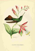 Bevalet L Oiseau Mouches 1874 Chalybura Melanorrhoa A4 Photo Print
