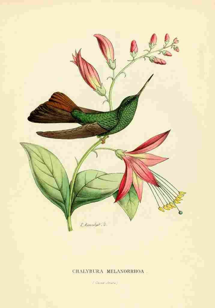 Bevalet L Oiseau Mouches 1874 Chalybura Melanorrhoa A4 Photo Print