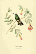 Bevalet L Oiseau Mouches 1874 Circe Magica A4 Photo Print