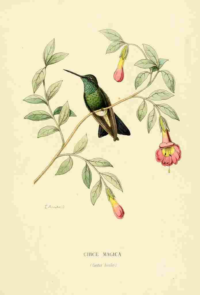 Bevalet L Oiseau Mouches 1874 Circe Magica A4 Photo Print