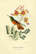 Bevalet L Oiseau Mouches 1874 Clytolaema Matthewsi A4 Photo Print