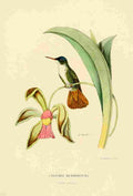 Bevalet L Oiseau Mouches 1874 Cyanomya Microrhyncha A4 Photo Print