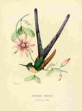 Bevalet L Oiseau Mouches 1874 Cynanthus Caelestis A4 Photo Print