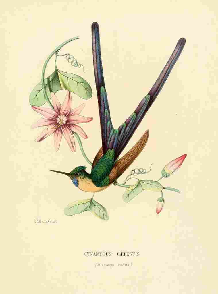 Bevalet L Oiseau Mouches 1874 Cynanthus Caelestis A4 Photo Print