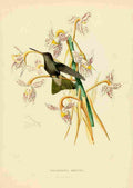Bevalet L Oiseau Mouches 1874 Doleroraya Sordida A4 Photo Print