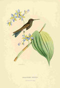Bevalet L Oiseau Mouches 1874 Eriocnemis Dyselia A4 Photo Print
