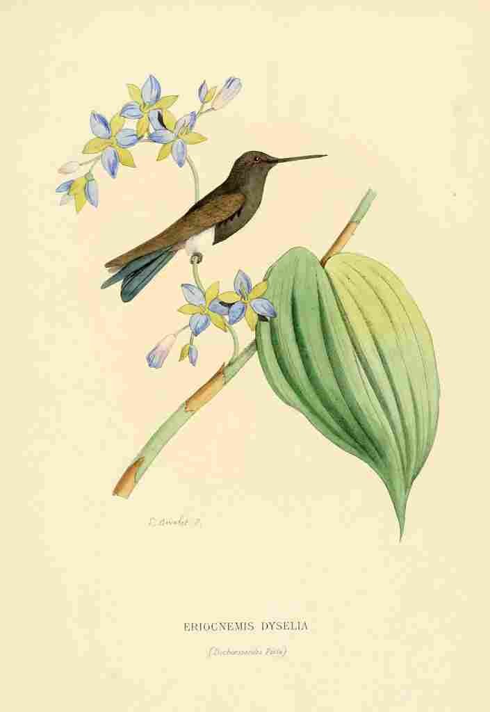 Bevalet L Oiseau Mouches 1874 Eriocnemis Dyselia A4 Photo Print