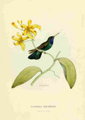 Bevalet L Oiseau Mouches 1874 Eucephala Subcaerulea A4 Photo Print