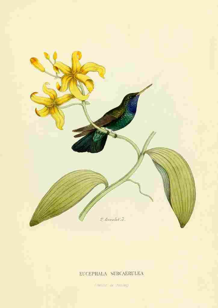Bevalet L Oiseau Mouches 1874 Eucephala Subcaerulea A4 Photo Print