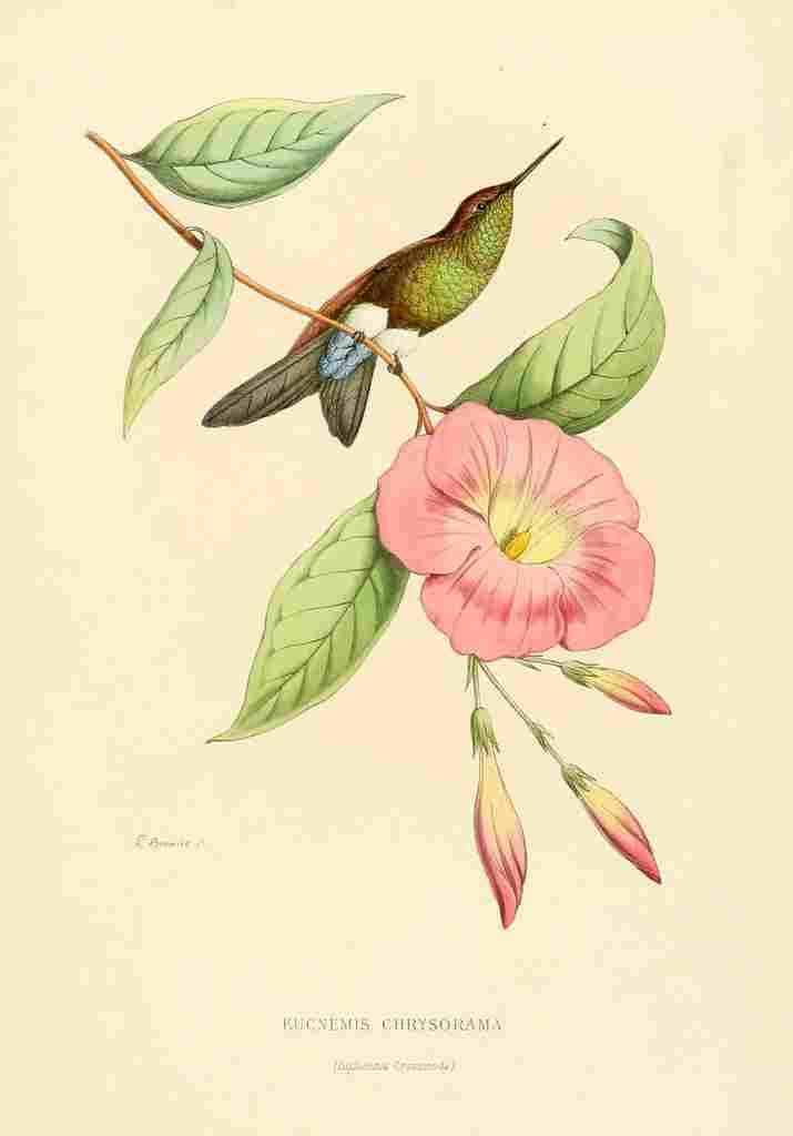 Bevalet L Oiseau Mouches 1874 Eucnemis Chrysorama A4 Photo Print