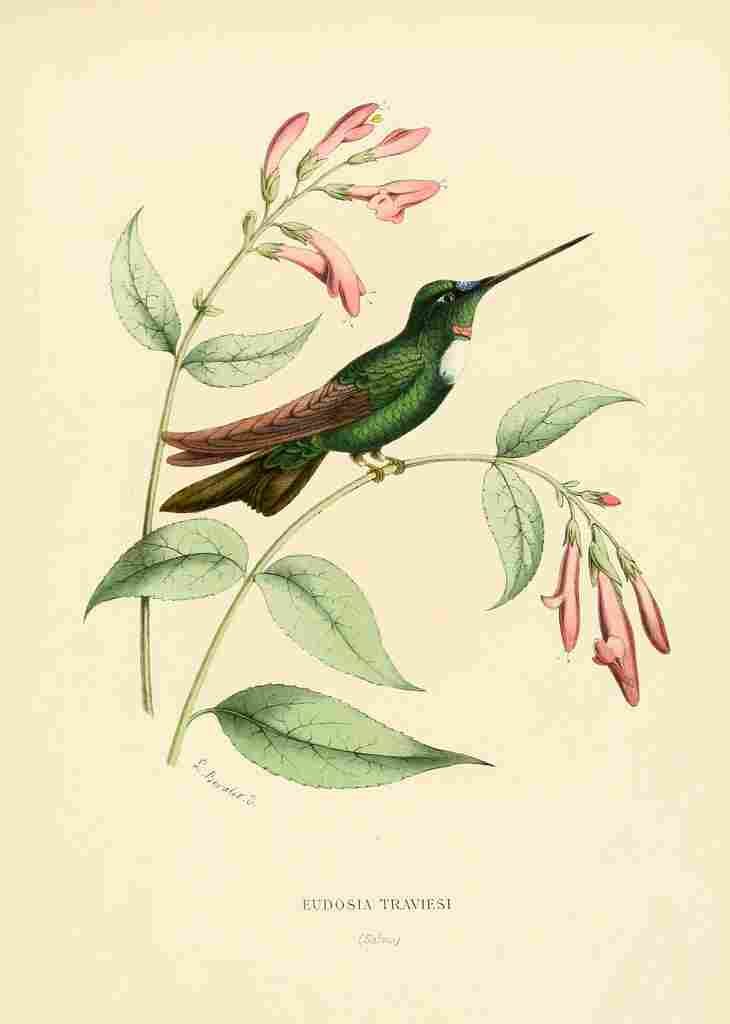 Bevalet L Oiseau Mouches 1874 Eudosia Traviesi A4 Photo Print