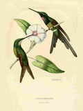 Bevalet L Oiseau Mouches 1874 Eugenia Imperatris A4 Photo Print