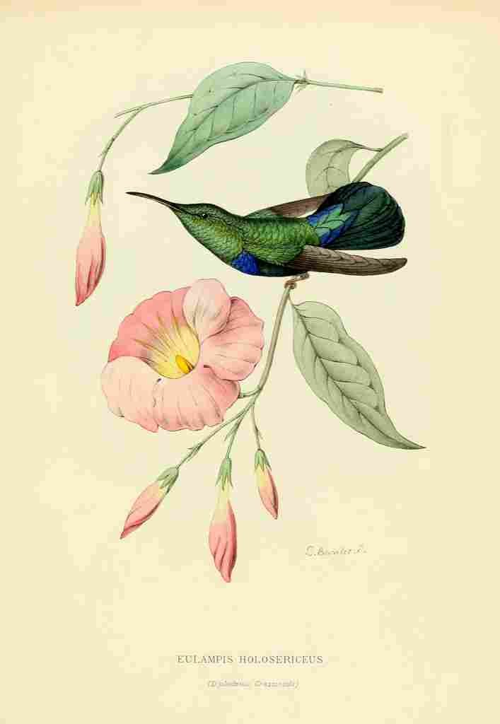 Bevalet L Oiseau Mouches 1874 Eulampis Holosericeus A4 Photo Print