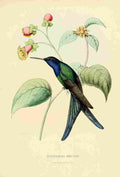 Bevalet L Oiseau Mouches 1874 Eupetomena Hirundo A4 Photo Print
