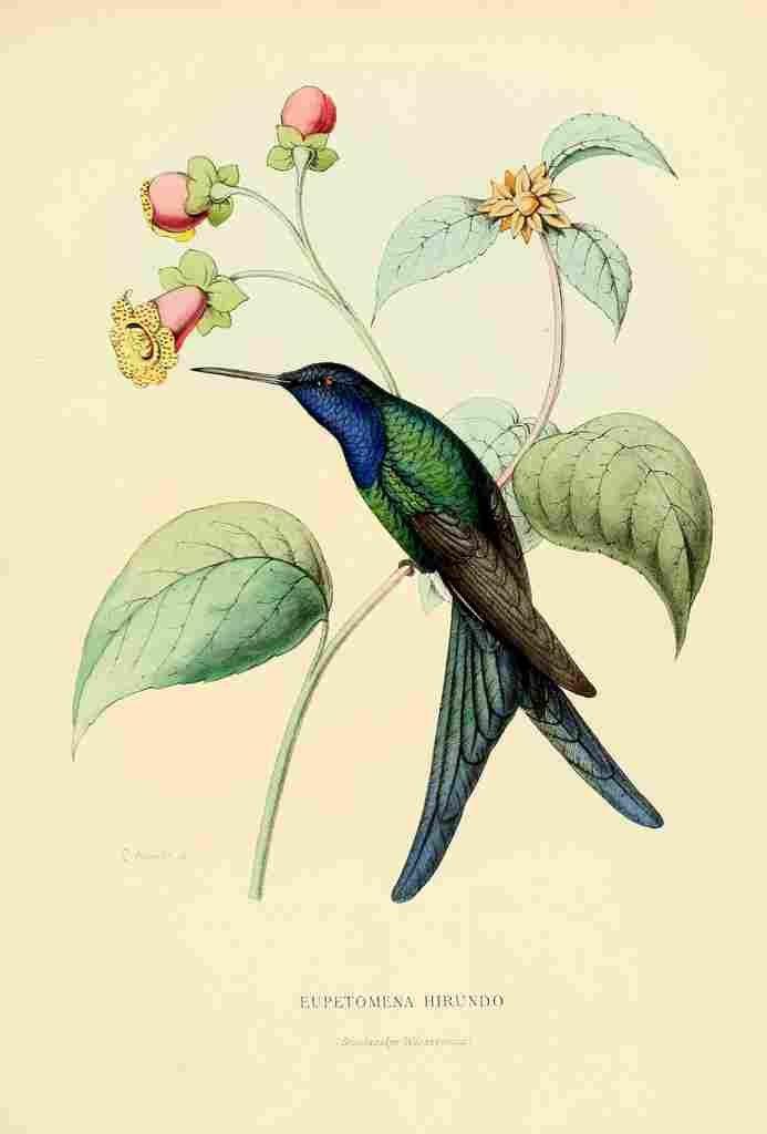 Bevalet L Oiseau Mouches 1874 Eupetomena Hirundo A4 Photo Print