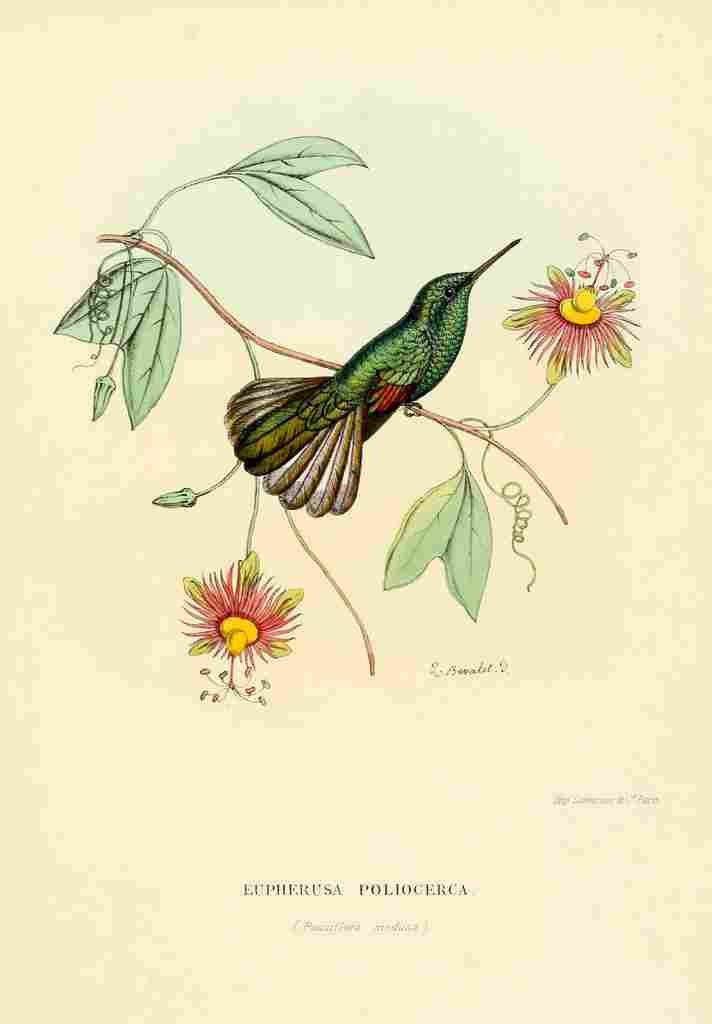 Bevalet L Oiseau Mouches 1874 Eupherusa Poliocerca A4 Photo Print