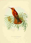 Bevalet L Oiseau Mouches 1874 Eustephanus Ferdinandensis A4 Photo Print