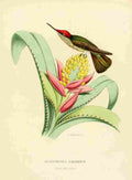 Bevalet L Oiseau Mouches 1874 Eustephanus Galeritus A4 Photo Print