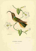 Bevalet L Oiseau Mouches 1874 Eutoxeres Condamini A4 Photo Print