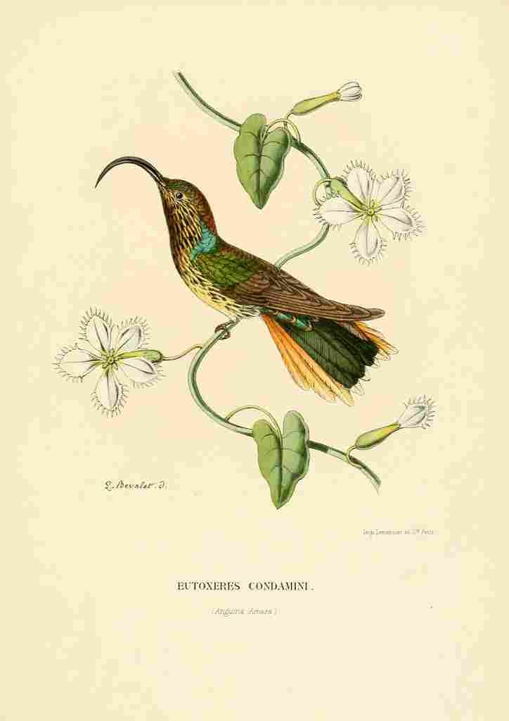 Bevalet L Oiseau Mouches 1874 Eutoxeres Condamini A4 Photo Print