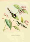 Bevalet L Oiseau Mouches 1874 Heliactin Cornuta A4 Photo Print