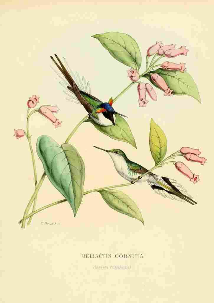Bevalet L Oiseau Mouches 1874 Heliactin Cornuta A4 Photo Print