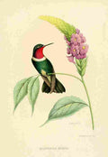 Bevalet L Oiseau Mouches 1874 Heliangelus Spencei A4 Photo Print
